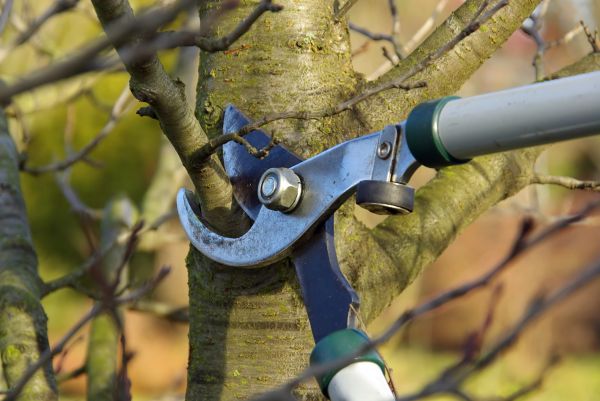 Cost of Tree Limb Trimming Service in Georgetown