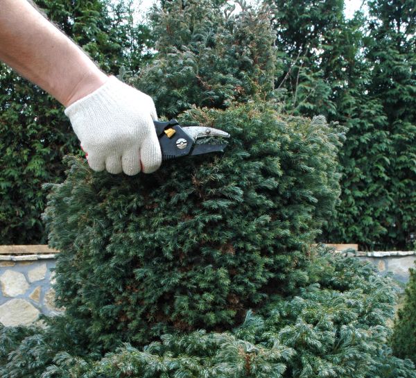 Cost of Ornamental Tree Trimming in Georgetown