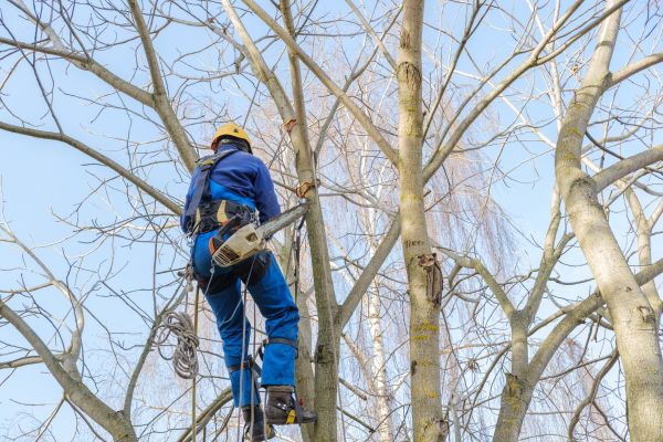 Cost of Large Tree Trimming in Georgetown