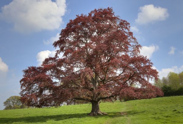 Cost of Beech Tree Pruning in Georgetown