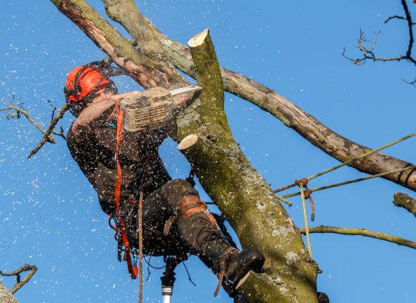 Tree Trimming Service in Georgetown