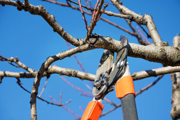 Tree Pruning in Georgetown
