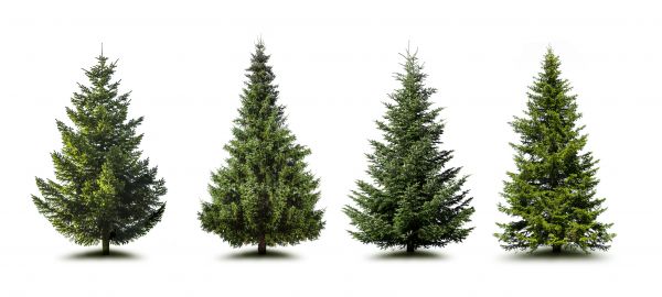 Cost of Pine Tree Trimming in Georgetown