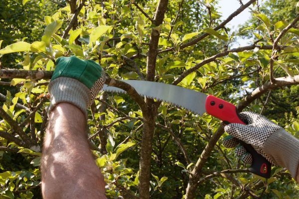Apple Tree Trimming in Georgetown